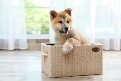Photo of Adorable Akita Inu puppy in basket at home