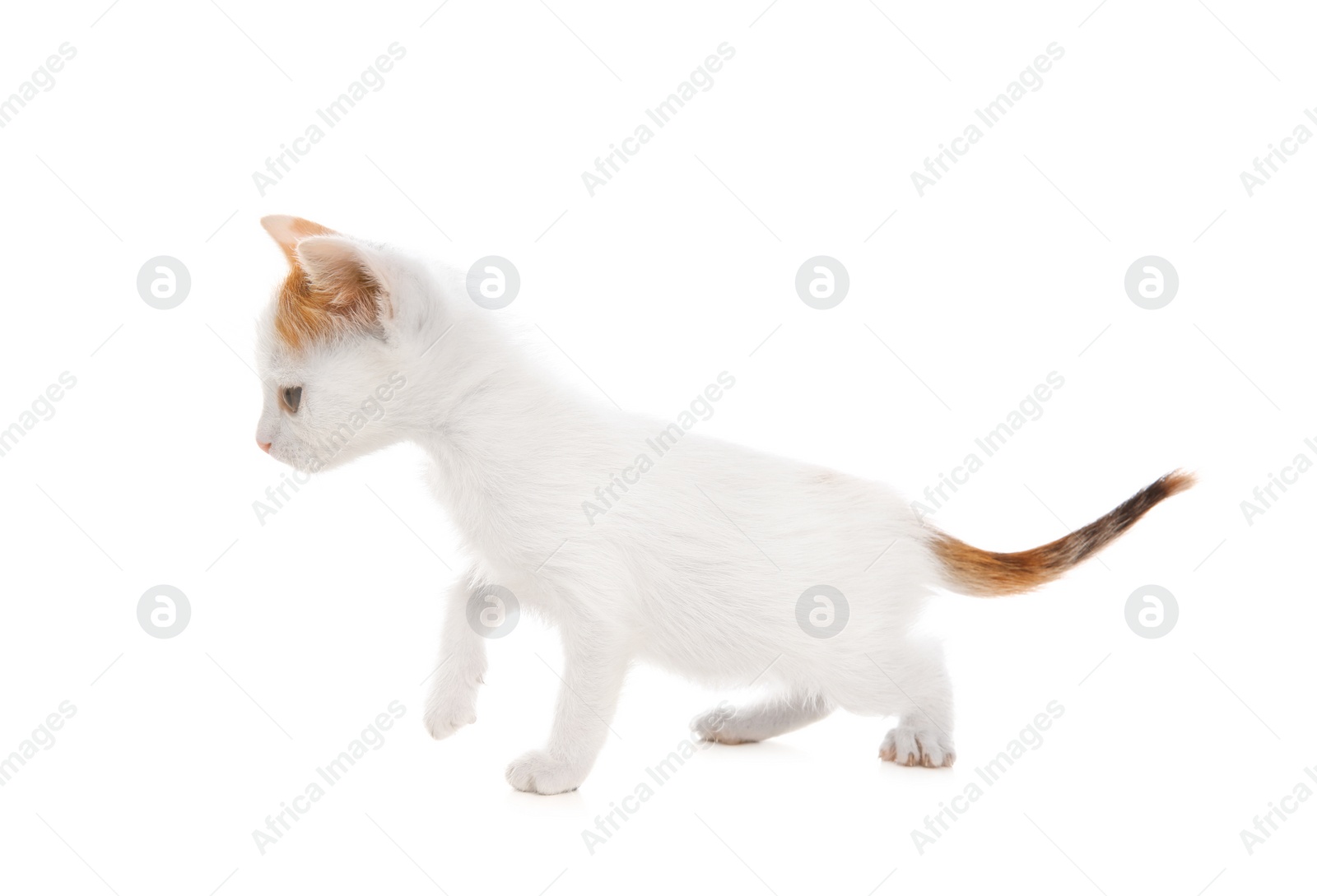 Photo of Cute little kitten on white background. Baby animal