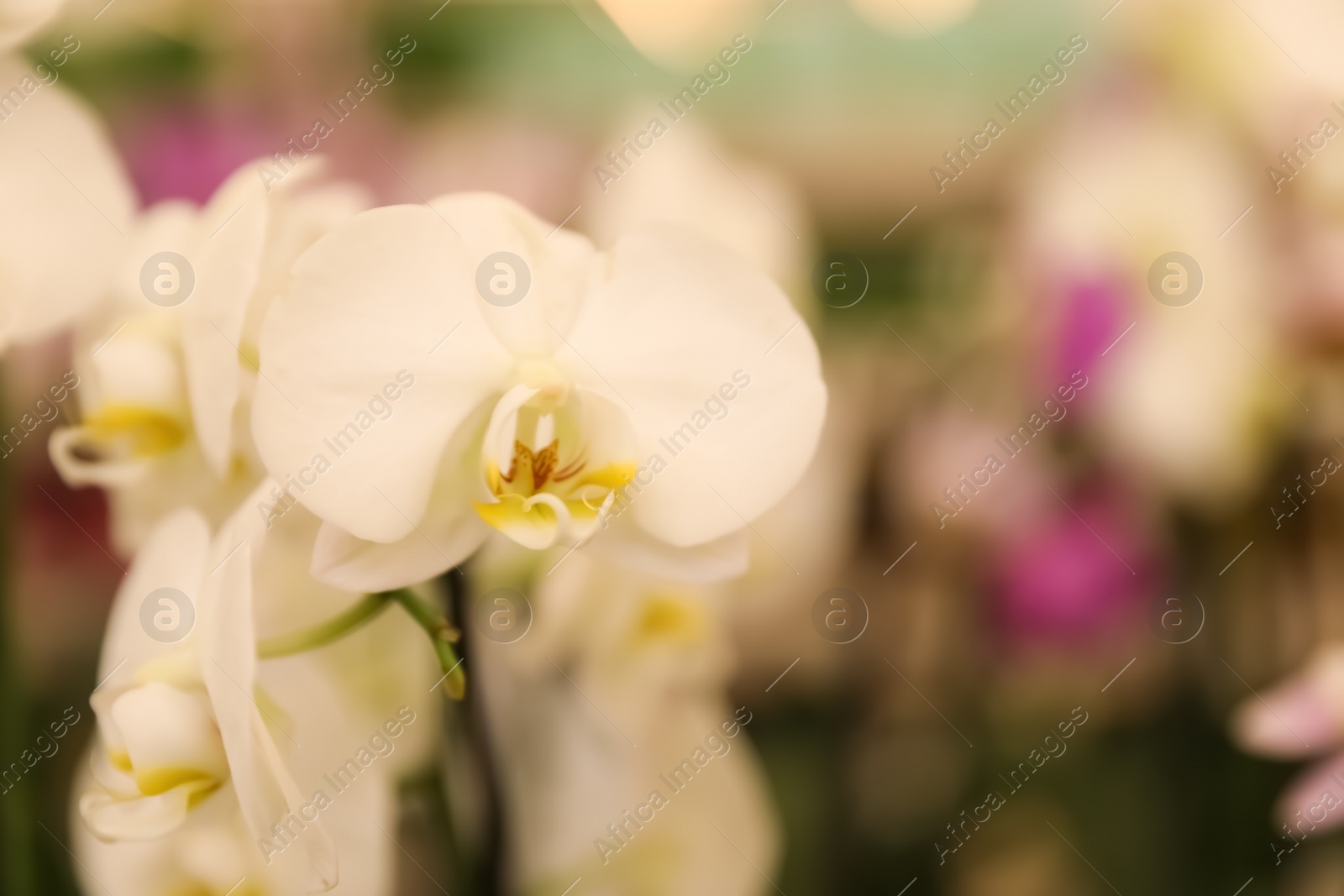 Photo of Beautiful blooming tropical orchid on blurred background, closeup. Space for text