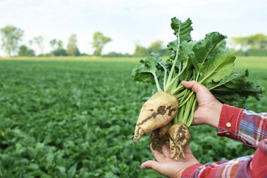 Photo of Man holding white beets in field, closeup. Space for text