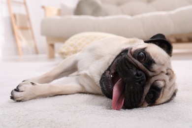 Photo of Cute fawn pug lying on floor at home