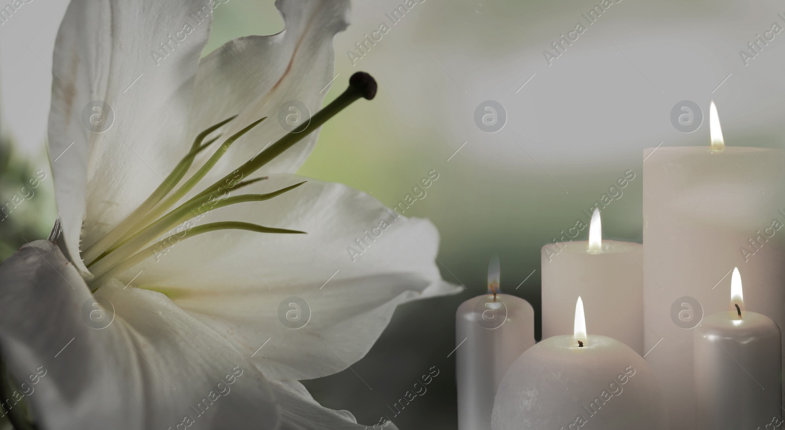 Image of Funeral. White lily and burning candles on blurred background, banner design