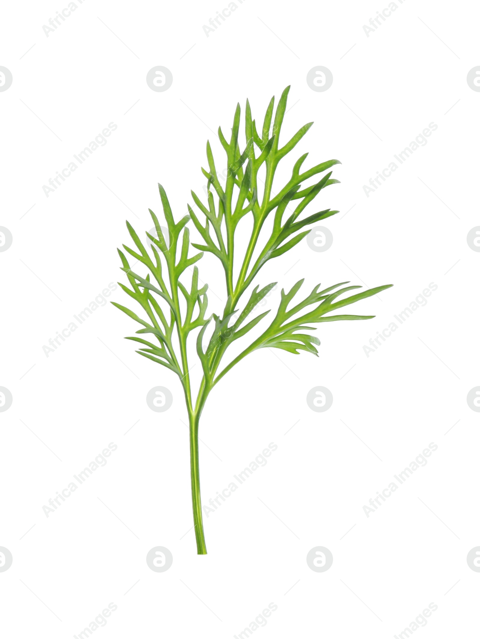 Photo of Sprig of fresh dill isolated on white