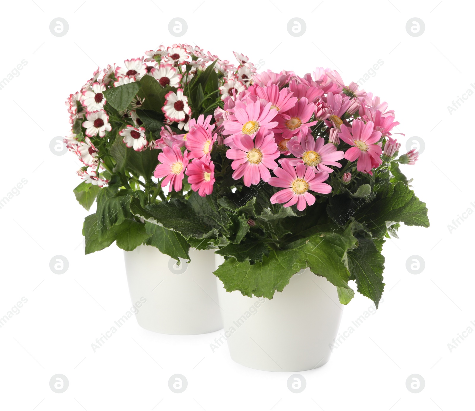 Photo of Different cineraria plants in flower pots on white background