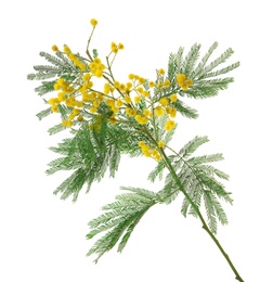 Beautiful mimosa plant with yellow flowers on white background