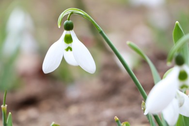 Beautiful snowdrops blooming in field. First spring flowers