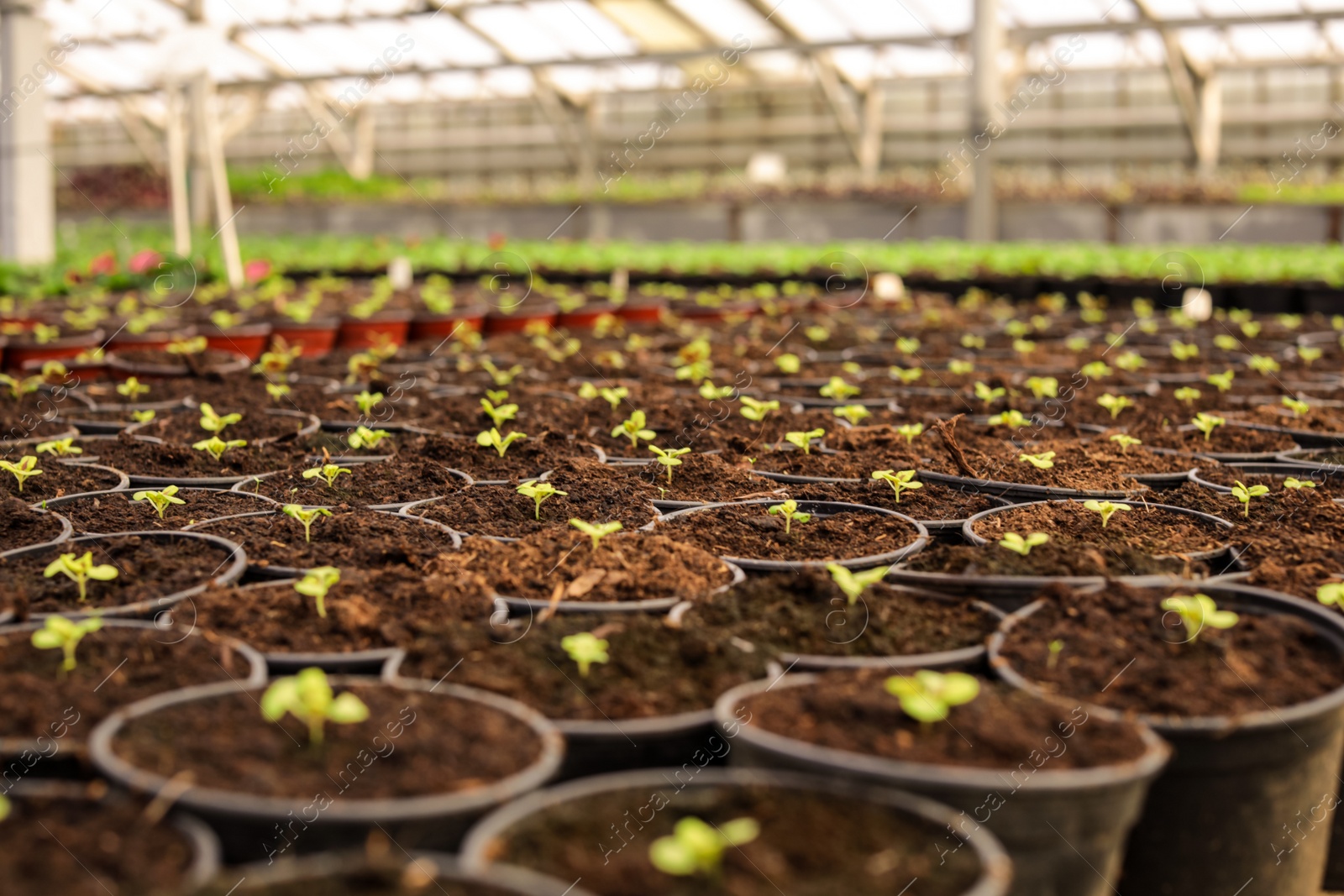 Photo of Many pots with fresh seedlings in greenhouse. Home gardening