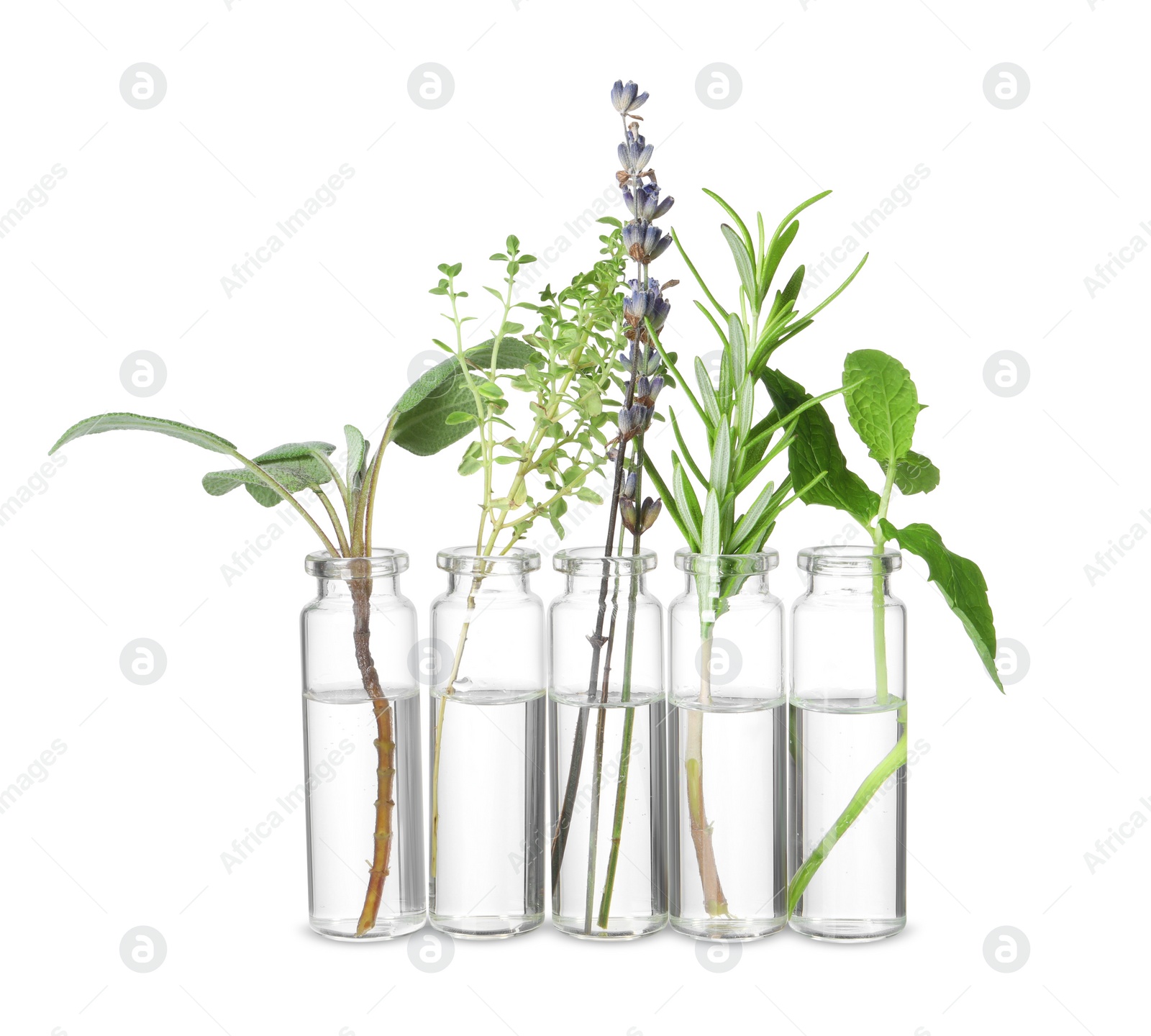 Photo of Bottles with essential oils and plants isolated on white