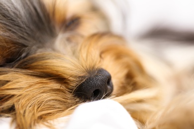 Photo of Sleepy Yorkshire terrier lying on bed, closeup. Cute dog