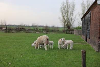 Beautiful sheep with cute lambs in farmyard