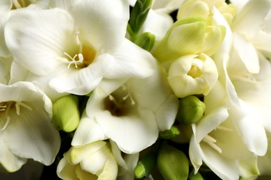 Photo of Closeup view of beautiful white freesia flowers