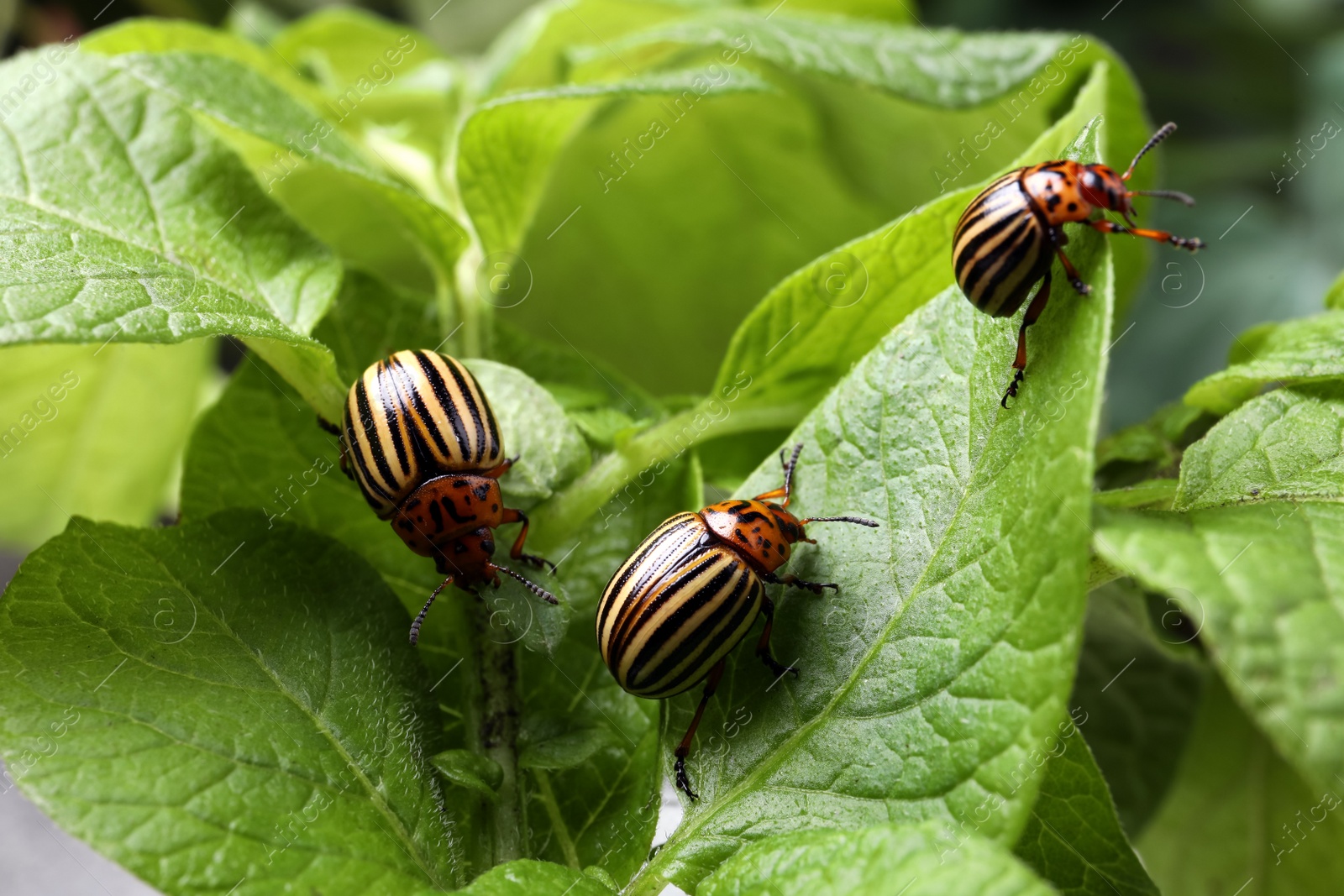 Photo of Colorado potato beetles on green plant outdoors, closeup