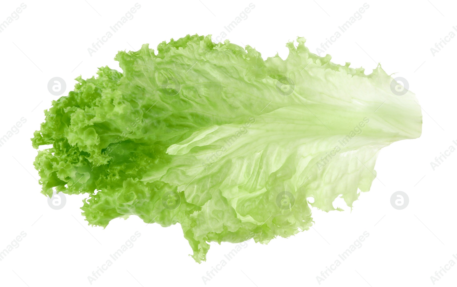 Photo of One green lettuce leaf isolated on white. Salad greens