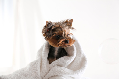 Photo of Cute Yorkshire terrier wrapped in towel on light background