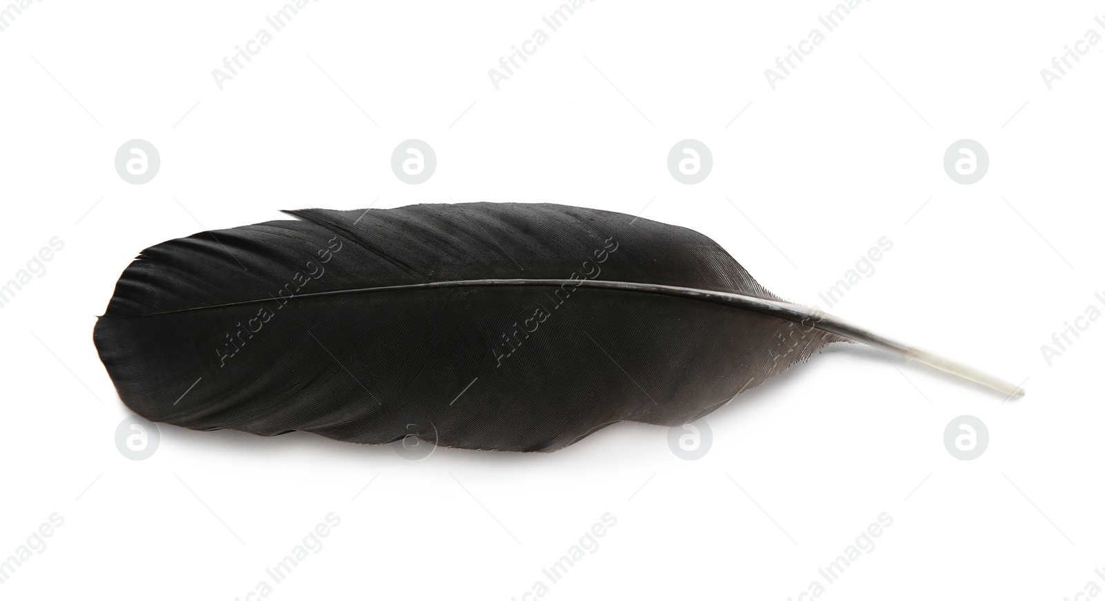 Photo of Feather pen on white background, top view