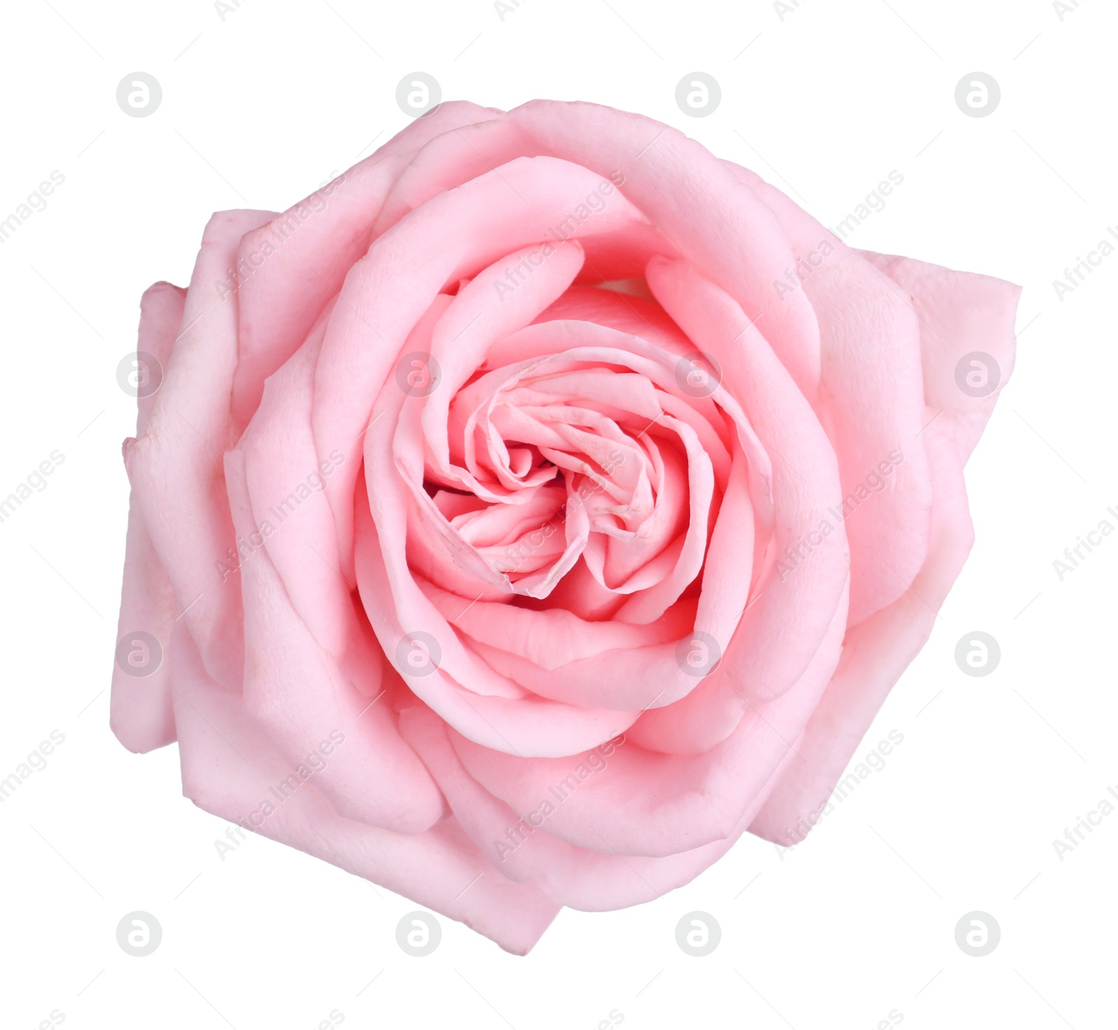 Photo of Blooming pink rose isolated on white. Beautiful flower