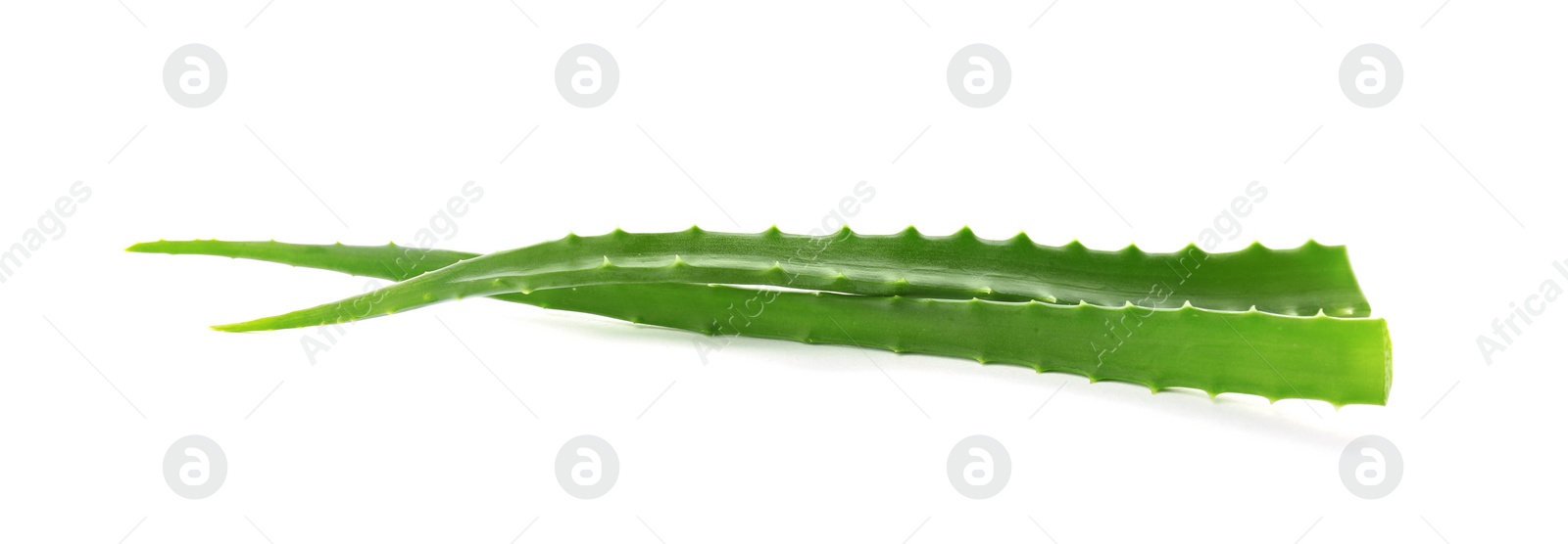 Photo of Aloe vera leaves on white background