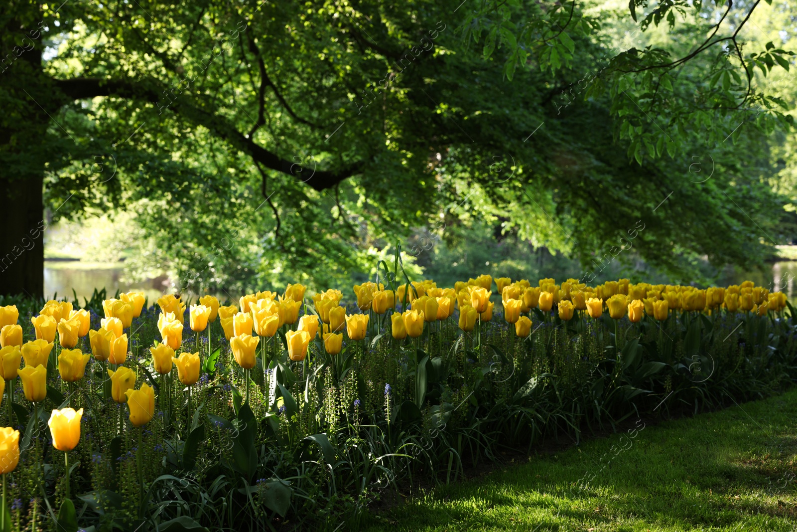 Photo of Many beautiful tulip flowers growing in park. Spring season