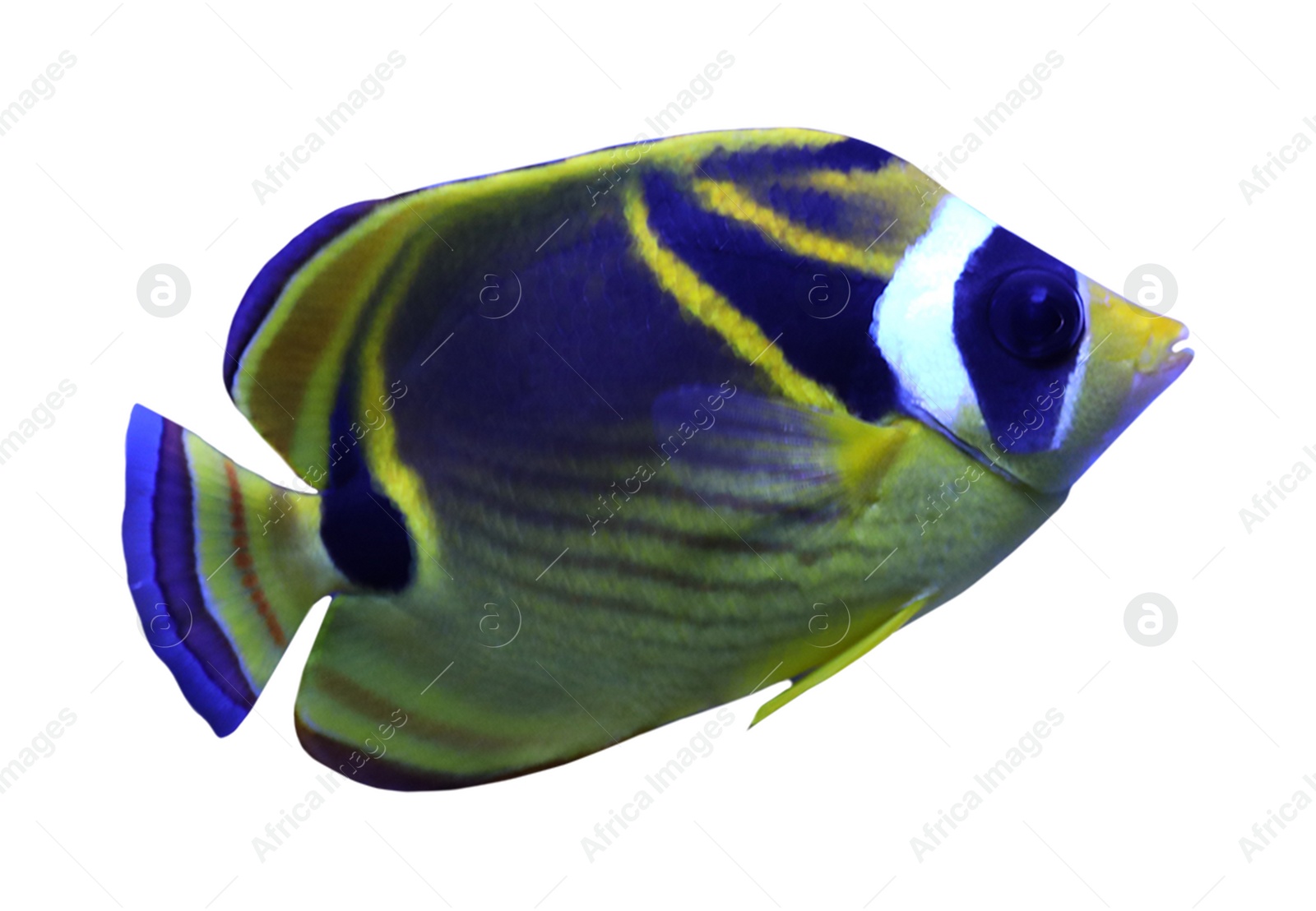 Image of Beautiful bright raccoon butterflyfish on white background