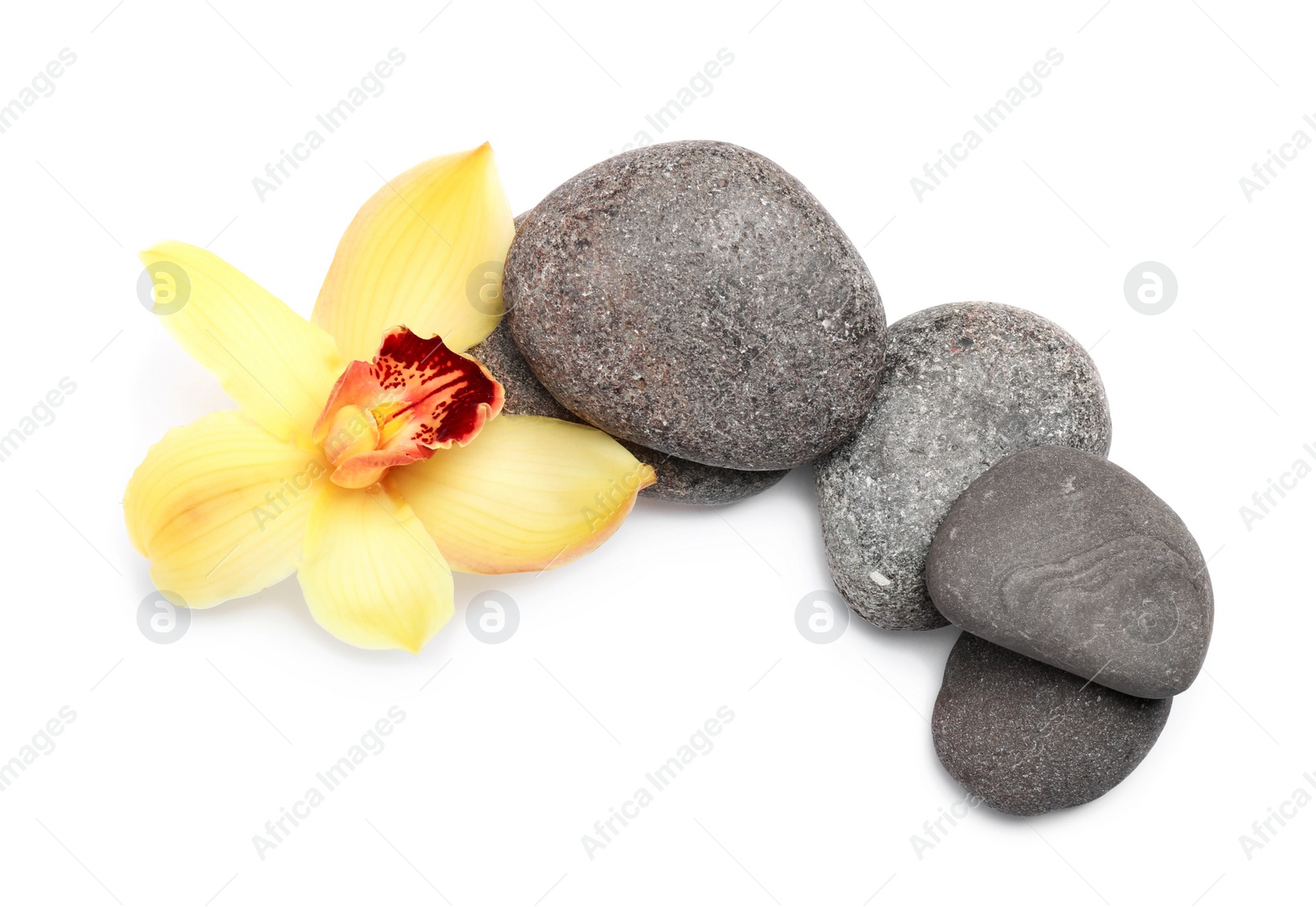 Photo of Beautiful orchid flower and spa stones on white background