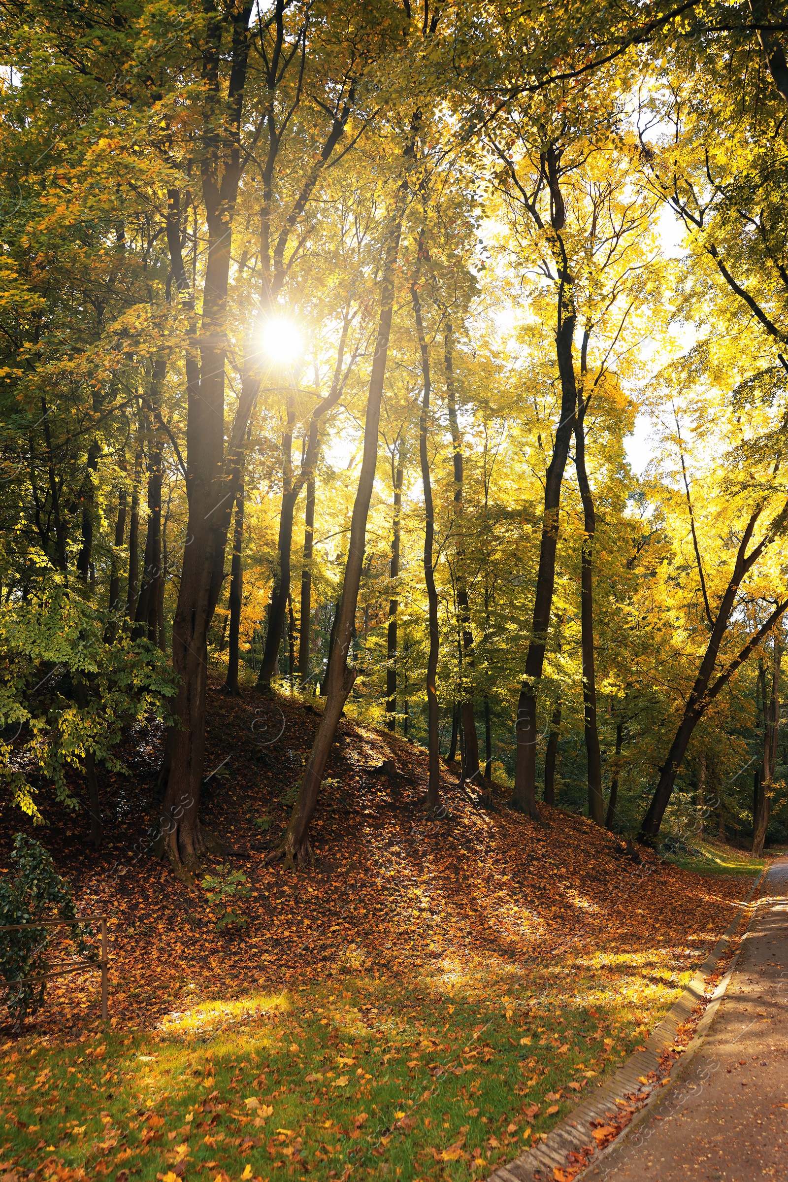 Photo of Pathway, fallen leaves and trees in beautiful park on autumn day