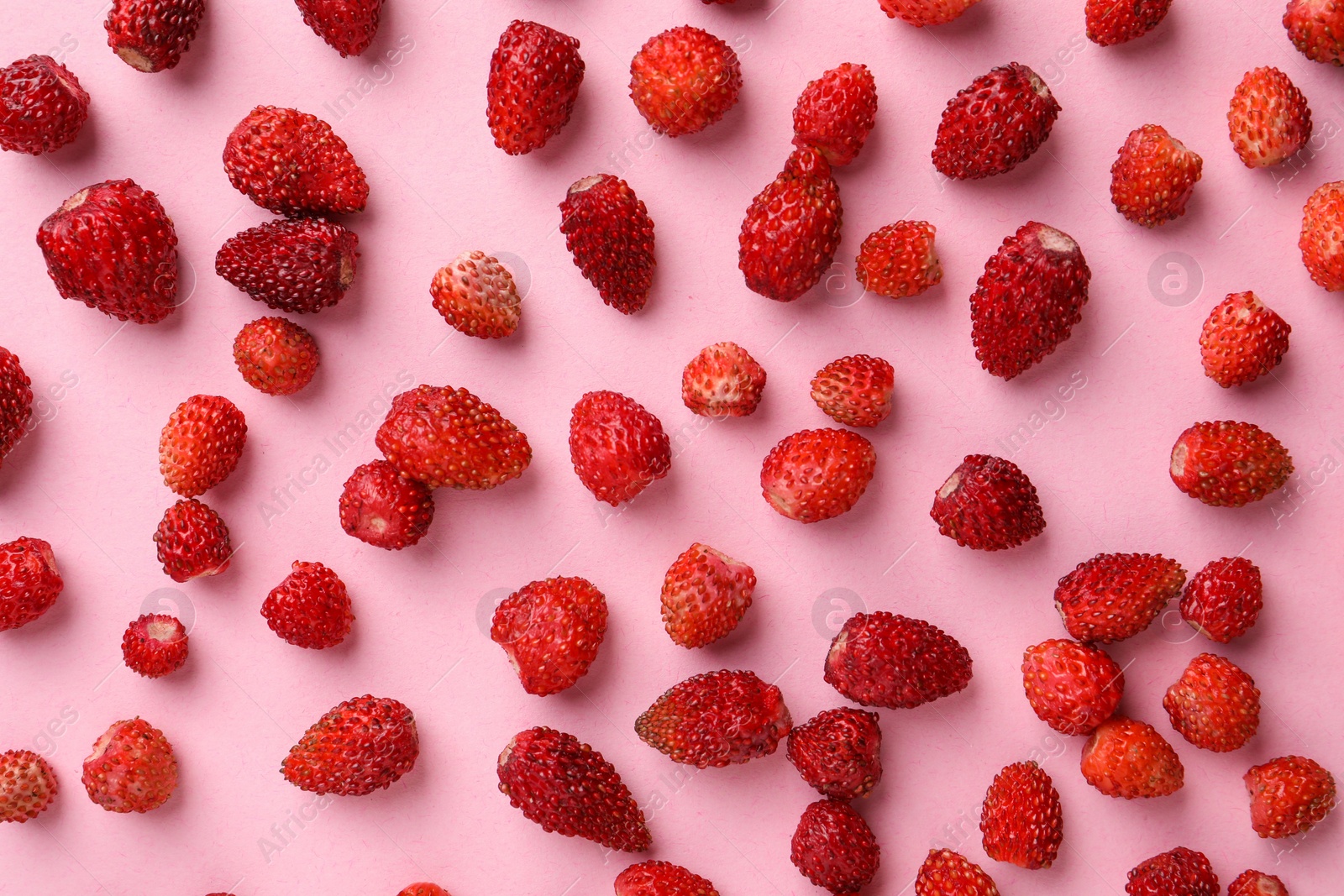 Photo of Many fresh wild strawberries on pink background, flat lay