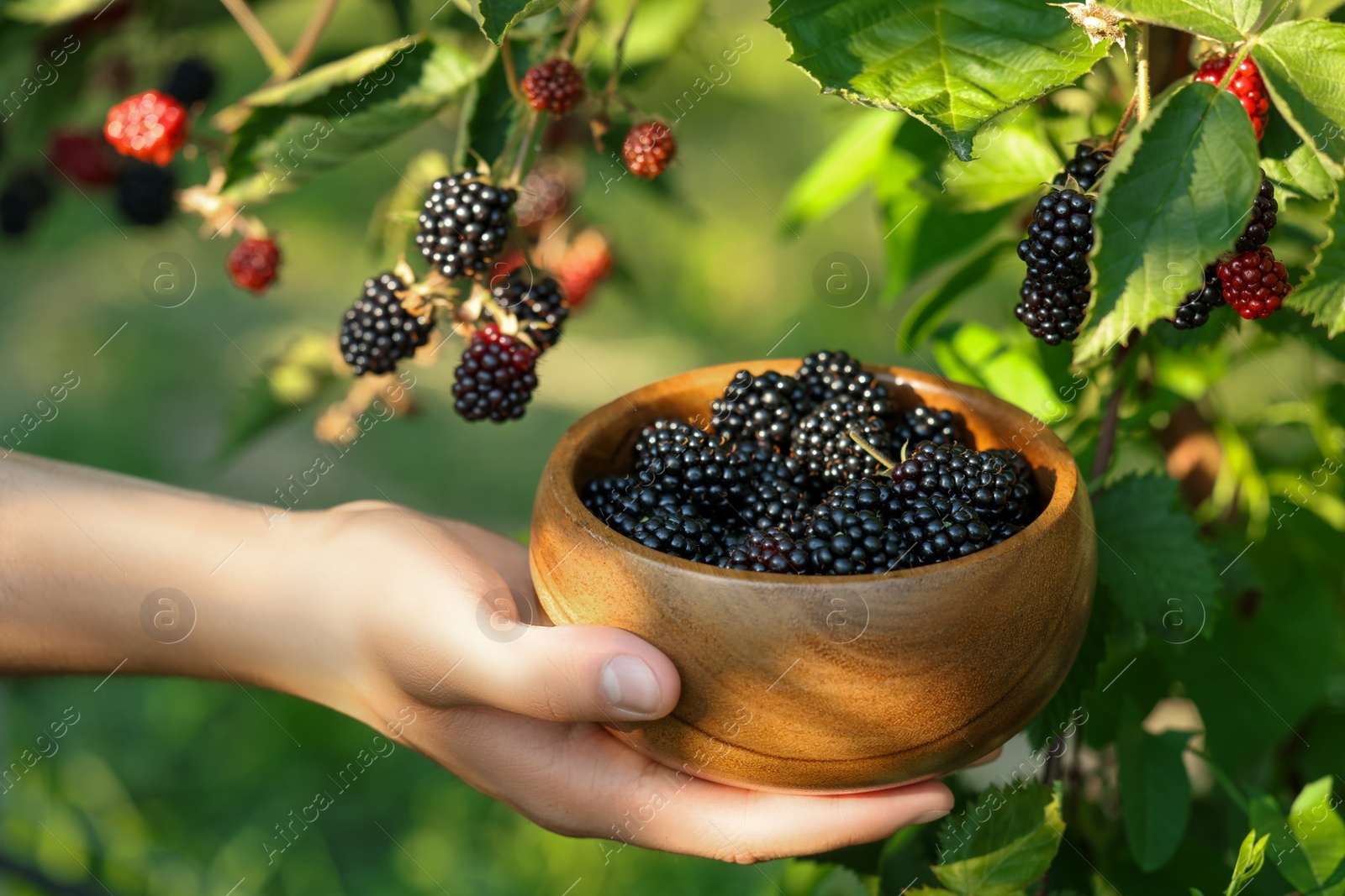 Photo of Woman with wooden bowl picking ripe blackberries from bush outdoors, closeup