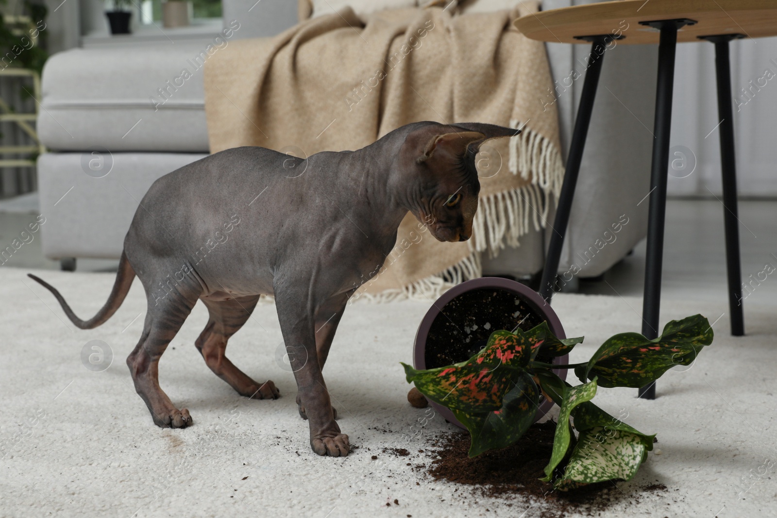 Photo of Sphynx cat near overturned houseplant on carpet at home