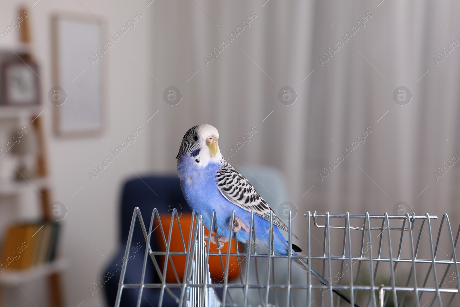 Photo of Beautiful light blue parrot on cage indoors. Cute pet