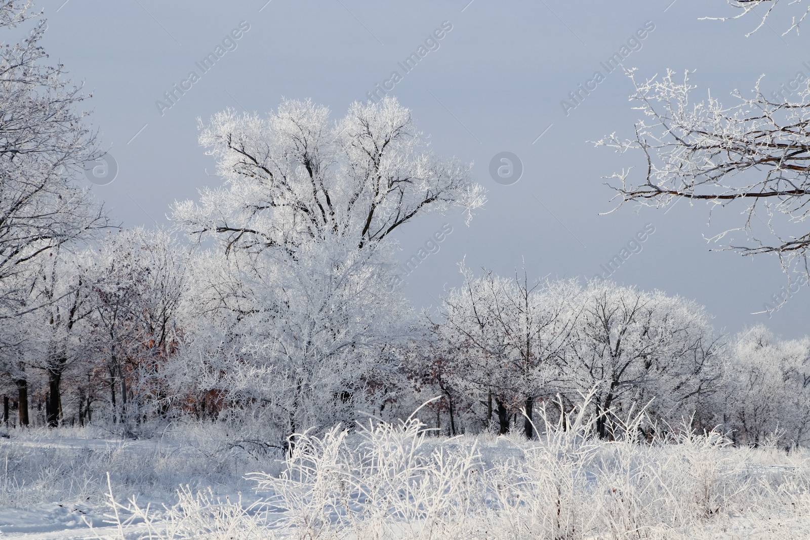 Photo of Plants covered with hoarfrost outdoors on winter morning