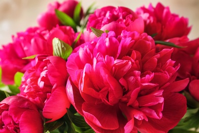 Beautiful blooming peony flowers on light background, closeup