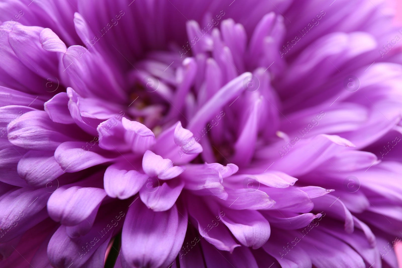 Photo of Beautiful purple aster as background, closeup. Autumn flower