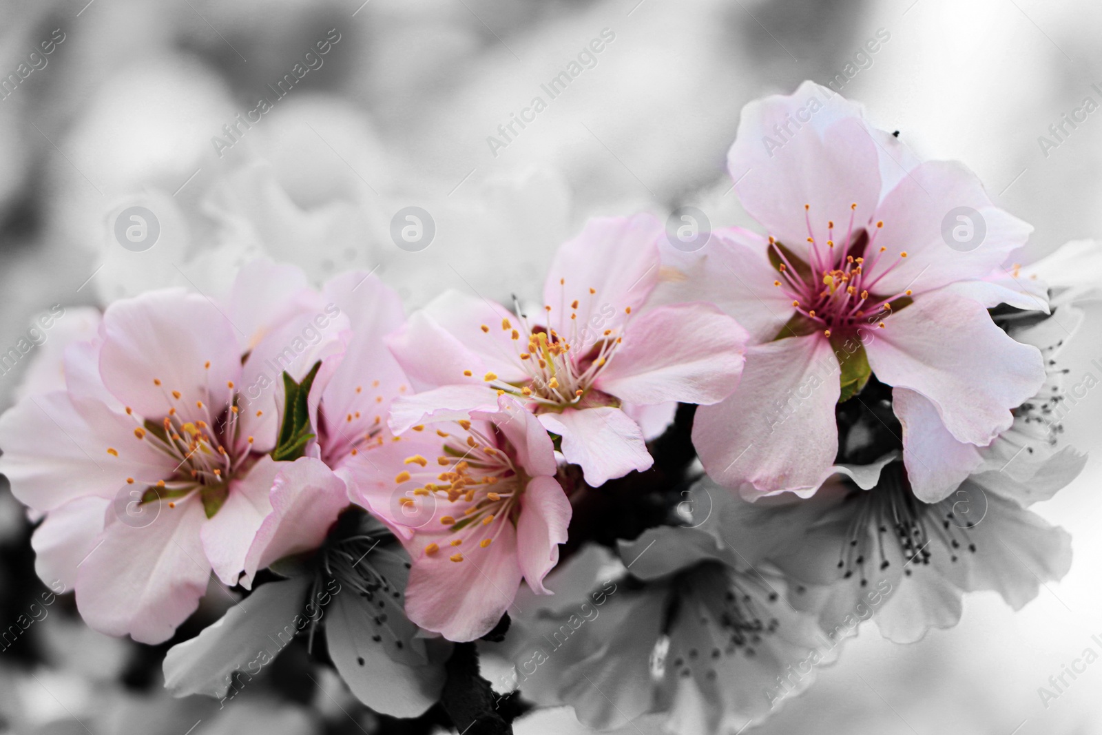 Image of Delicate spring cherry blossoms on tree outdoors, closeup. Black and white tone with selective color effect