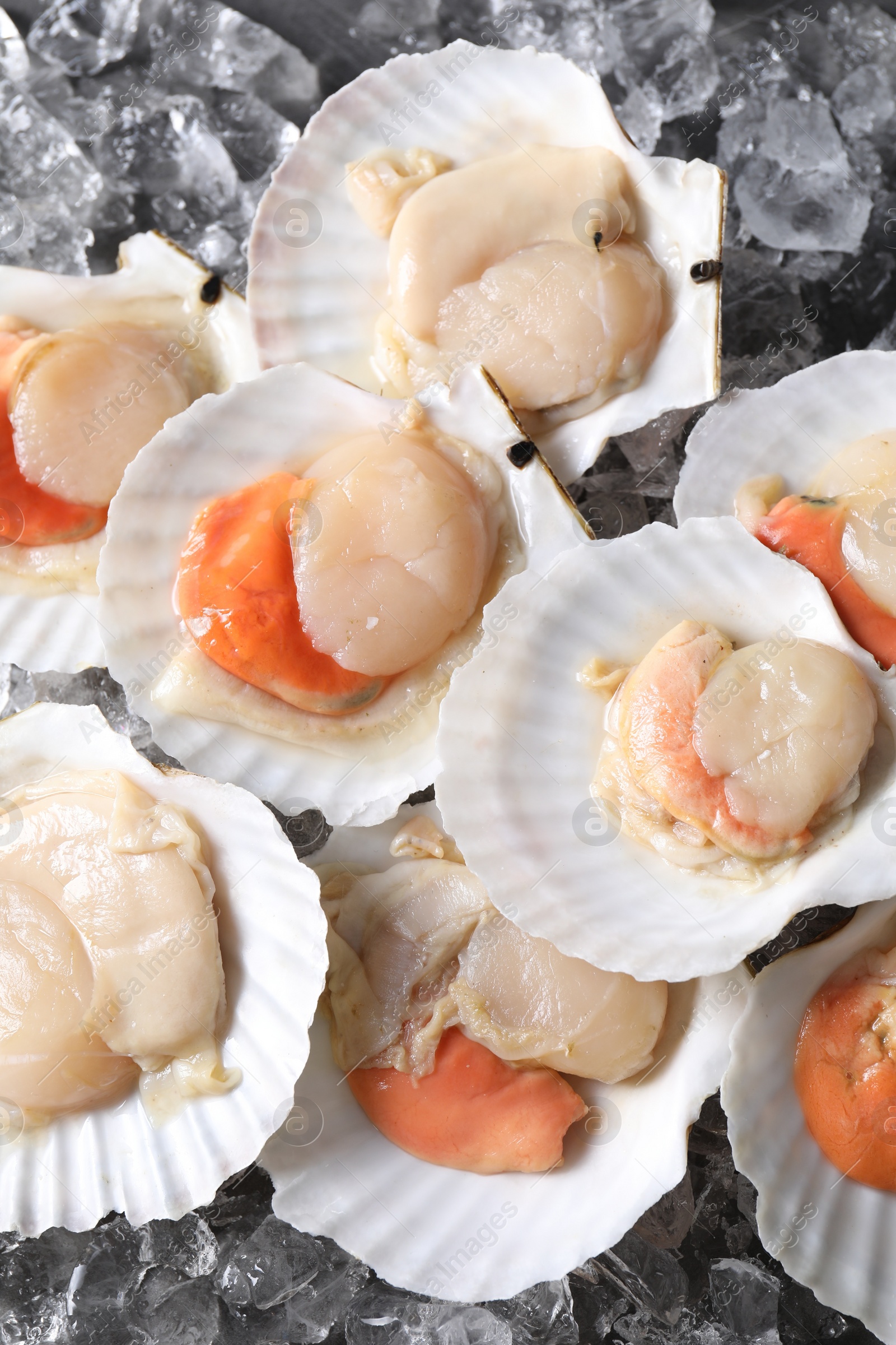 Photo of Fresh raw scallops with shells on ice cubes, flat lay