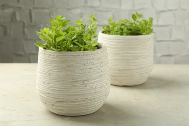 Aromatic potted oregano on light marble table