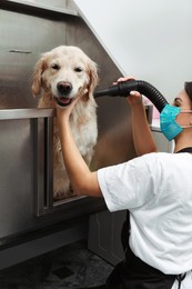 Photo of Professional groomer drying fur of cute dog after washing in pet beauty salon