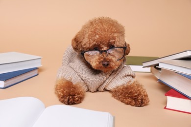 Photo of Cute Maltipoo dog in knitted sweater and glasses surrounded by many books on beige background