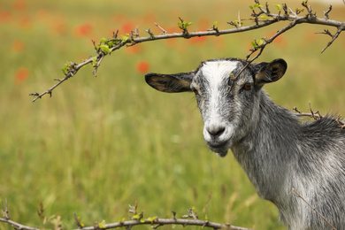 Photo of Cute grey goatling near branches in field. Animal husbandry