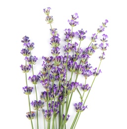 Beautiful tender lavender flowers on white background, top view