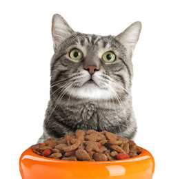 Cute cat and feeding bowl with dry food on white background. Lovely pet