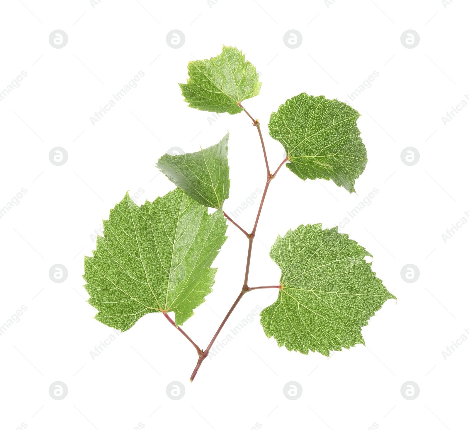 Photo of Grape vine with leaves isolated on white