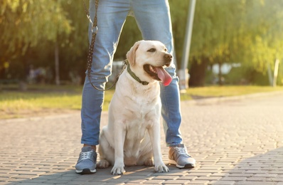 Owner walking his yellow labrador retriever outdoors