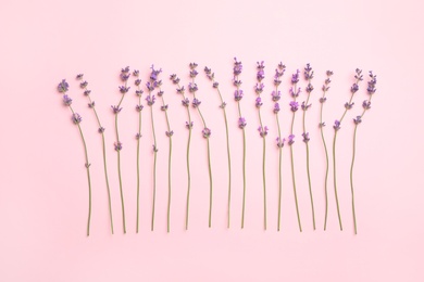 Beautiful lavender flowers on pink background, flat lay
