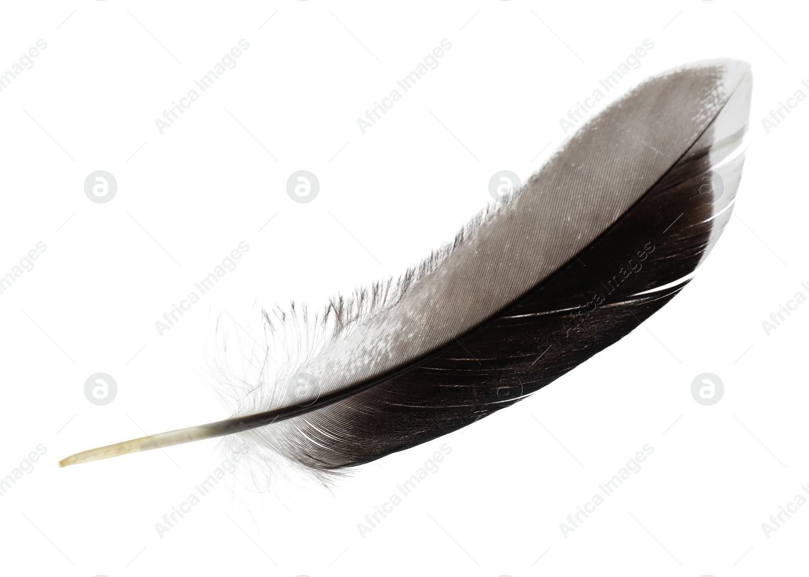 Photo of Beautiful grey bird feather isolated on white