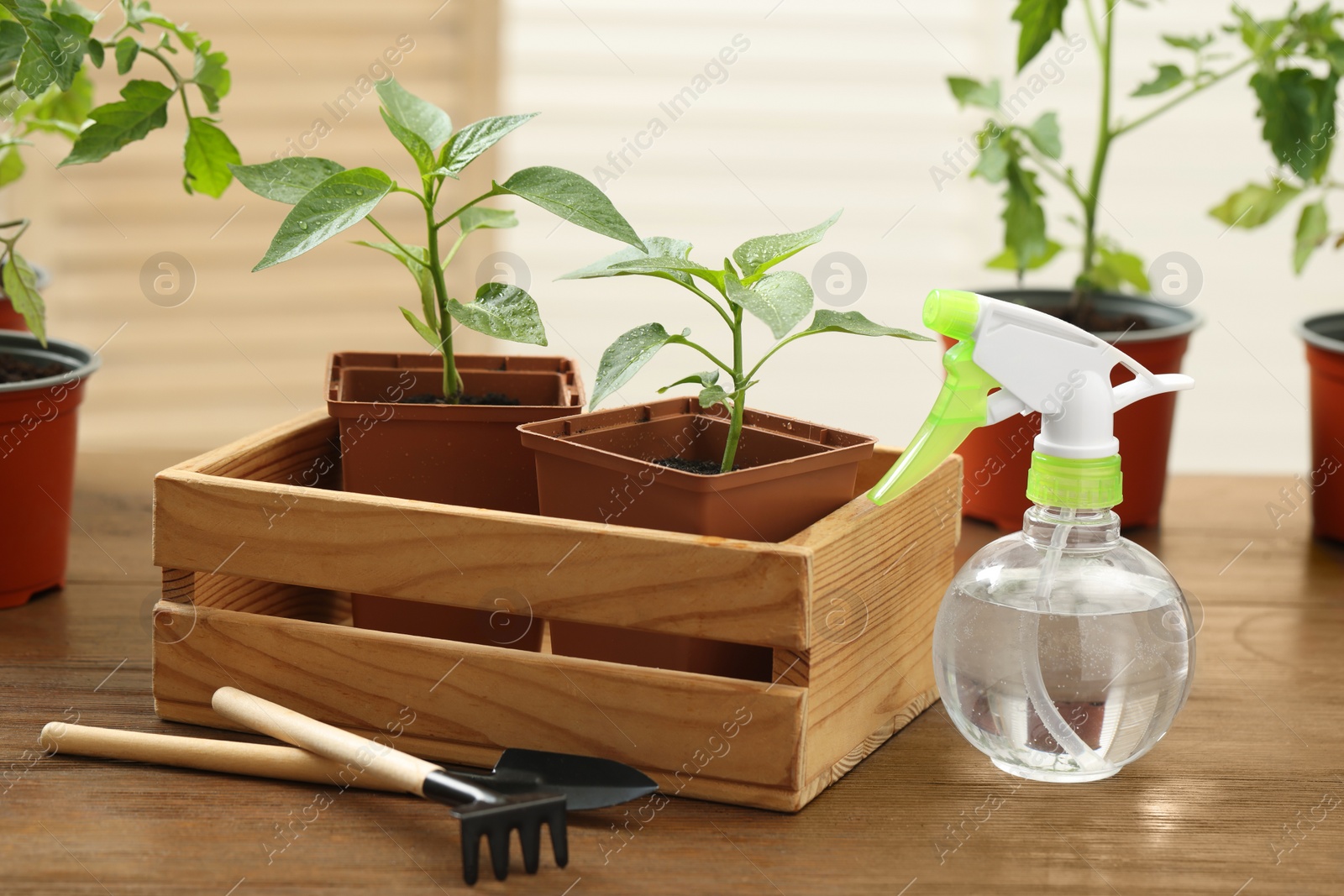 Photo of Seedlings growing in plastic containers with soil, gardening tools and spray bottle on wooden table