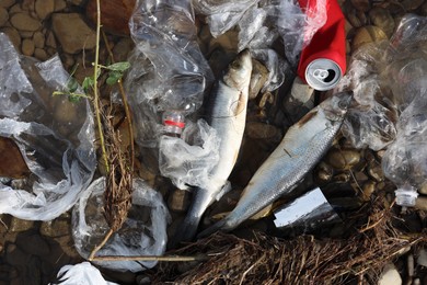 Photo of Dead fishes among trash near river, flat lay. Environmental pollution concept