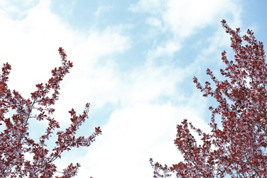 Tree branches with tiny tender flowers against sky, space for text. Amazing spring blossom