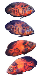 Set of bright oscar fish on white background