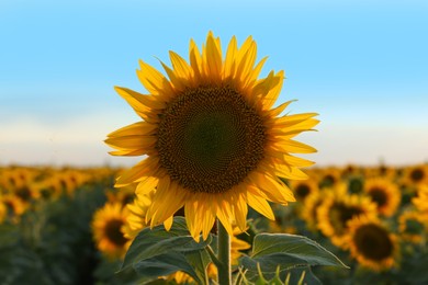 Beautiful blooming sunflower in field under sky on summer day