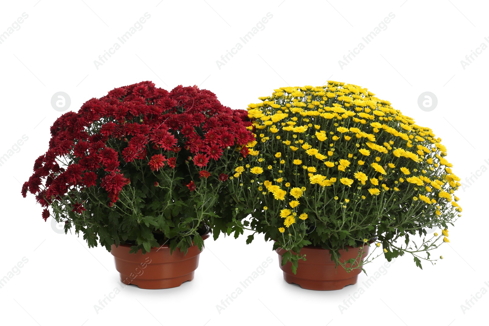 Photo of Pots with beautiful colorful chrysanthemum flowers on white background